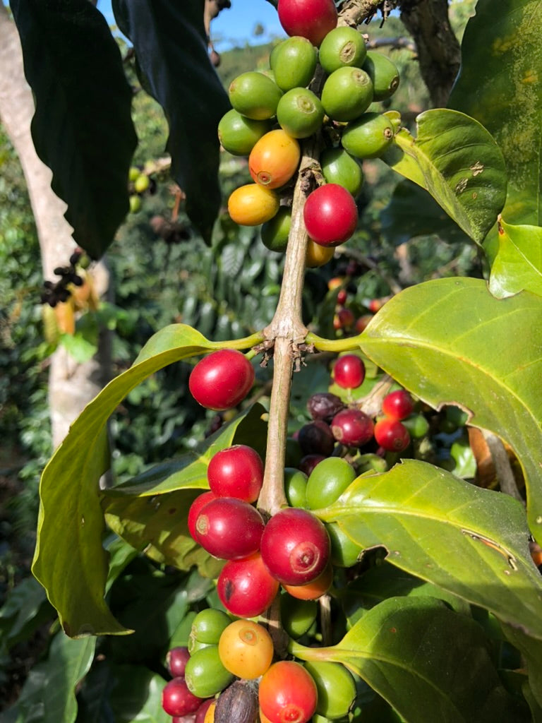 Koffeinfrei